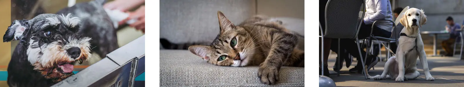 Grid of three images featuring two dogs and a cat