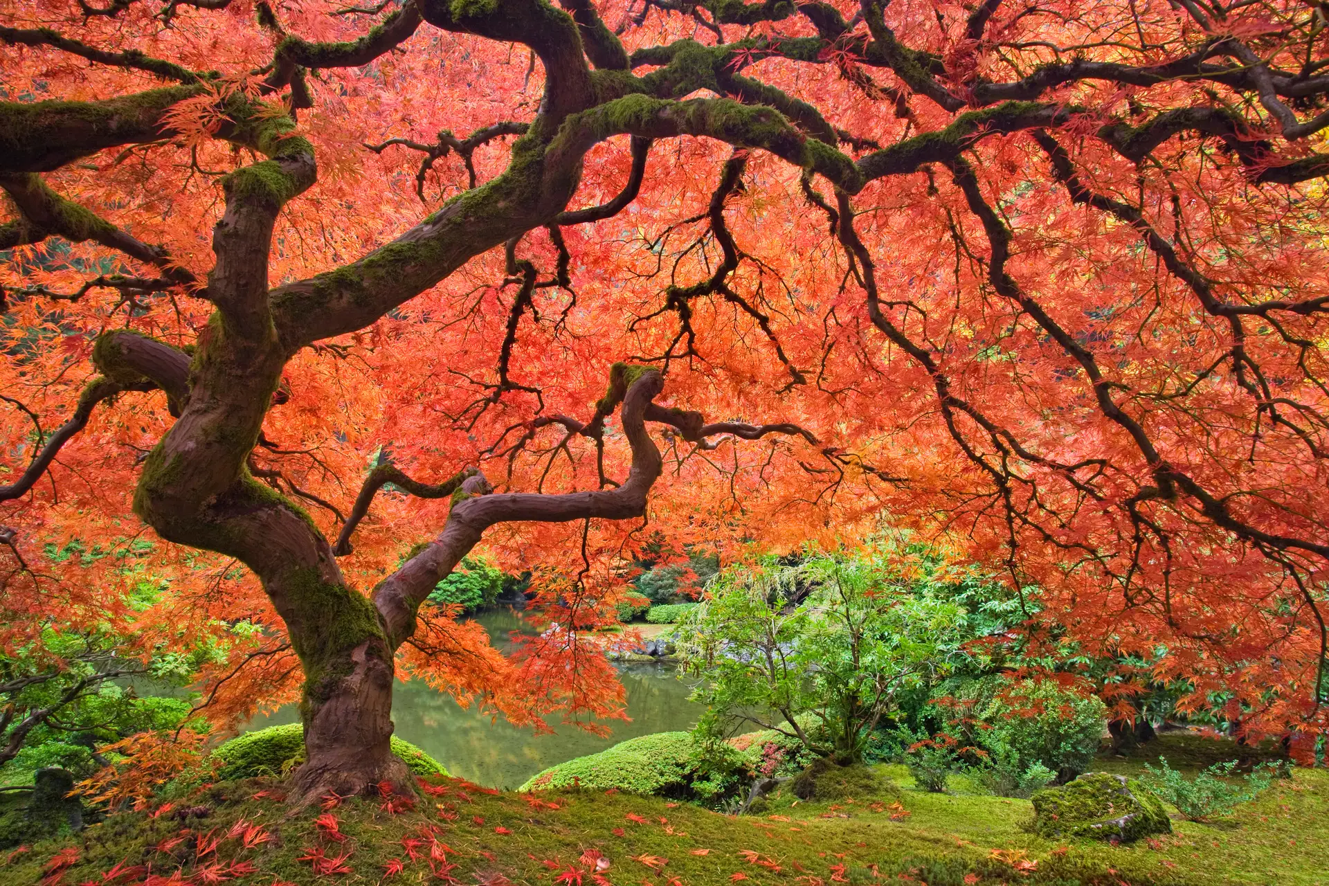 USA, Oregon, Portland. Japanese maple tree next to pond at Portland Japanese Garden. Credit as: Don Paulson / Jaynes Gallery / DanitaDelimont.com (RF)